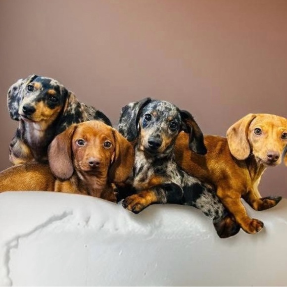 Molly, Milo, Willow, Wolly Other - Adorable Dachshund Mystery Items!!